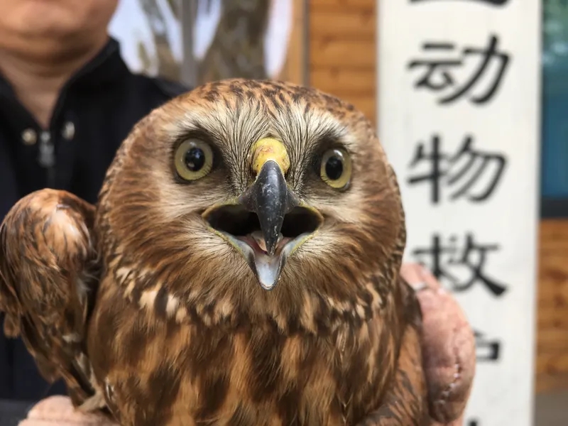 夜救国家二级保护动物鹞鹰