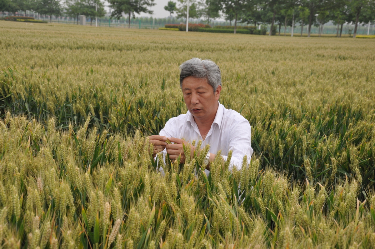 河南省优质专用小麦育种院士工作站揭牌成立