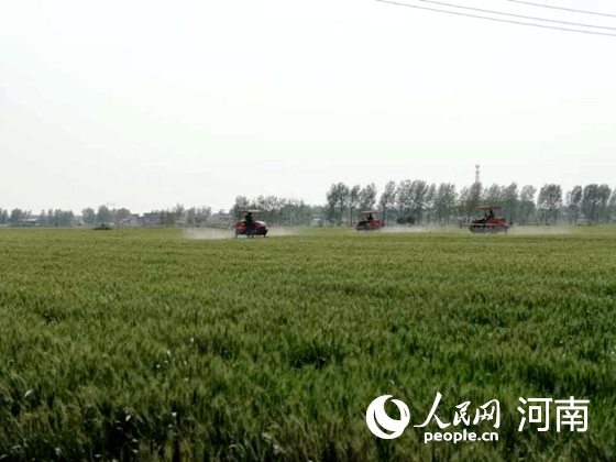 防病保糧！河南堅決打好小麥條銹病赤霉病防治殲滅戰
