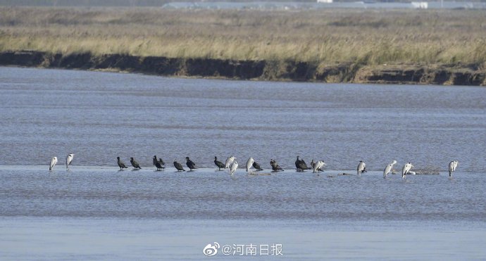 国家一级保护鸟类大鸨现身郑州黄河湿地自然保护区