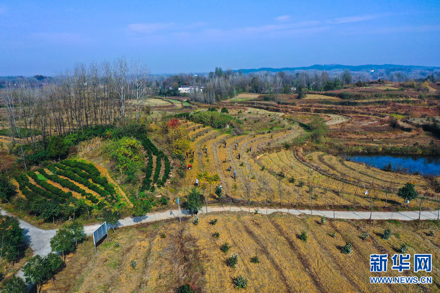 河南光山油茶树下种药材