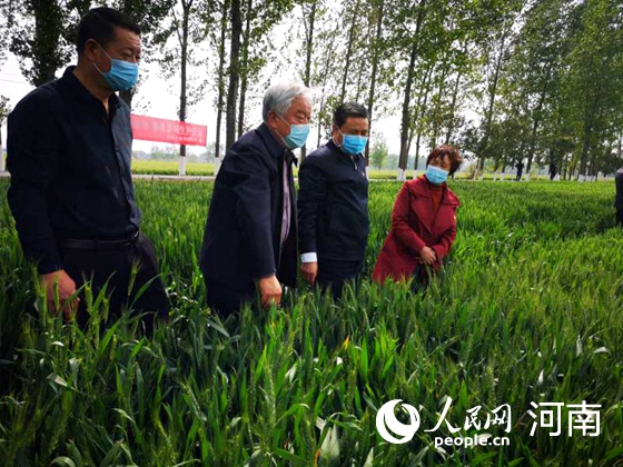 防病保糧！河南堅決打好小麥條銹病赤霉病防治殲滅戰