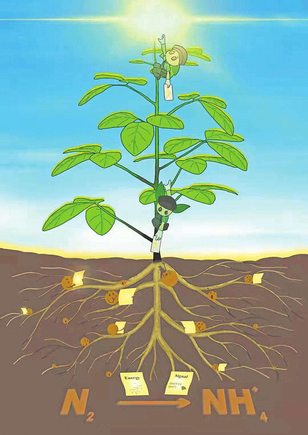 发现豆科植物共生固氮需光信使