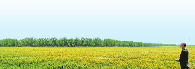 河南省全力备战麦收 把丰收在望变成收成在手