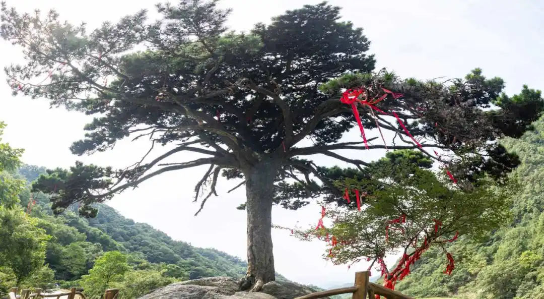 镇平：石头上长出迎客松