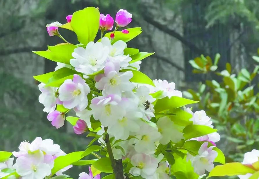 行走河南·读懂中国 | 焦作春日赏花图鉴