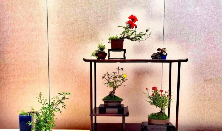 郑州市碧沙岗公园盆景作品荣获世界园艺博览会月季国际竞赛大奖 郑州市碧沙岗公园盆景作品荣获世界园艺博览会月季国际竞赛大奖