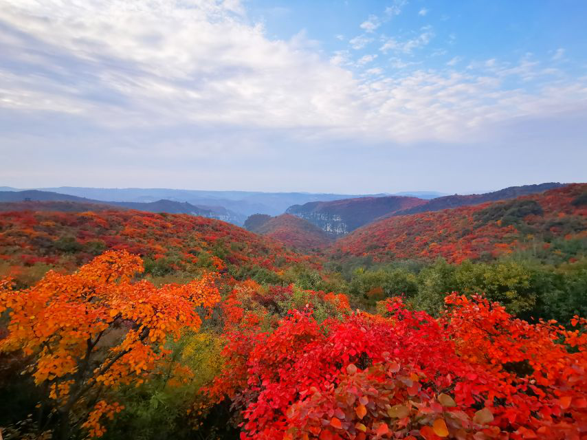 萬畝紅葉等你來賞 2020焦作(青天河)紅葉節(jié)啟幕