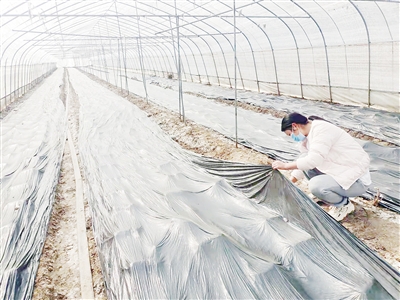 小小羊肚菌 致富新路子