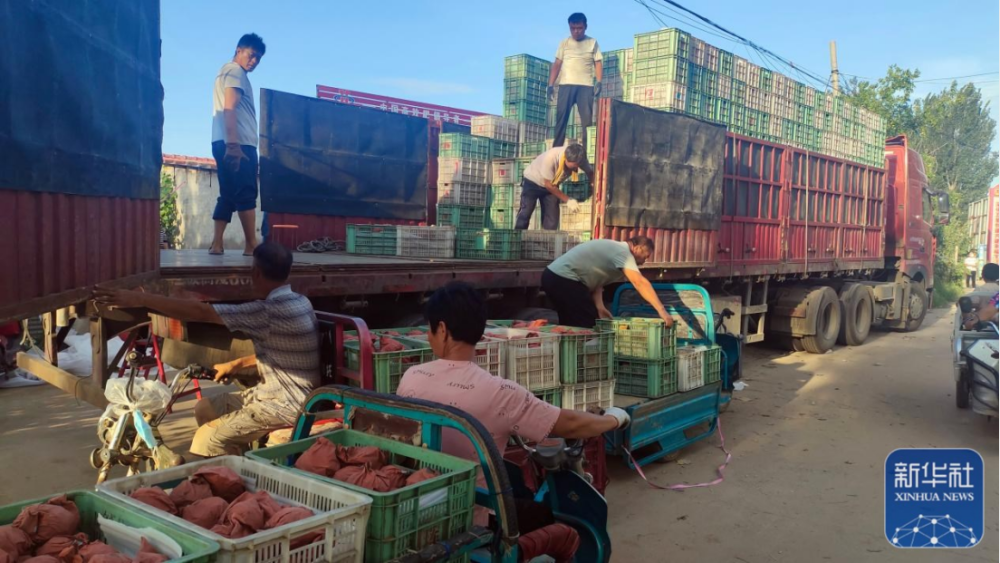 【行走河南·读懂中国】南乐：近万亩黄梨喜丰收