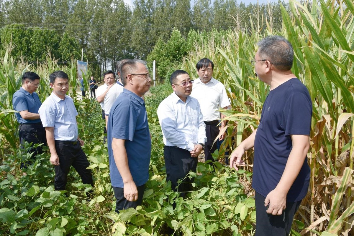 農(nóng)業(yè)農(nóng)村部種植業(yè)管理司副司長呂修濤調(diào)研我省秋糧生產(chǎn)工作