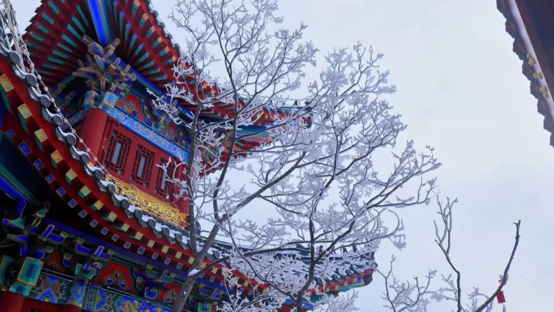 行走河南·读懂中国 | 雪后云台山惊现雾凇奇景