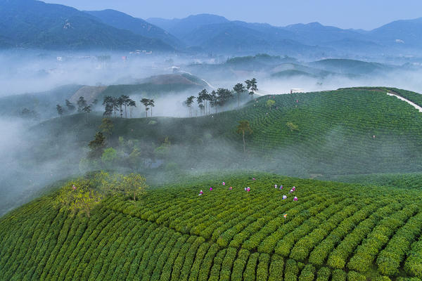 Xinyang Maojian Tea Listed as GI Product