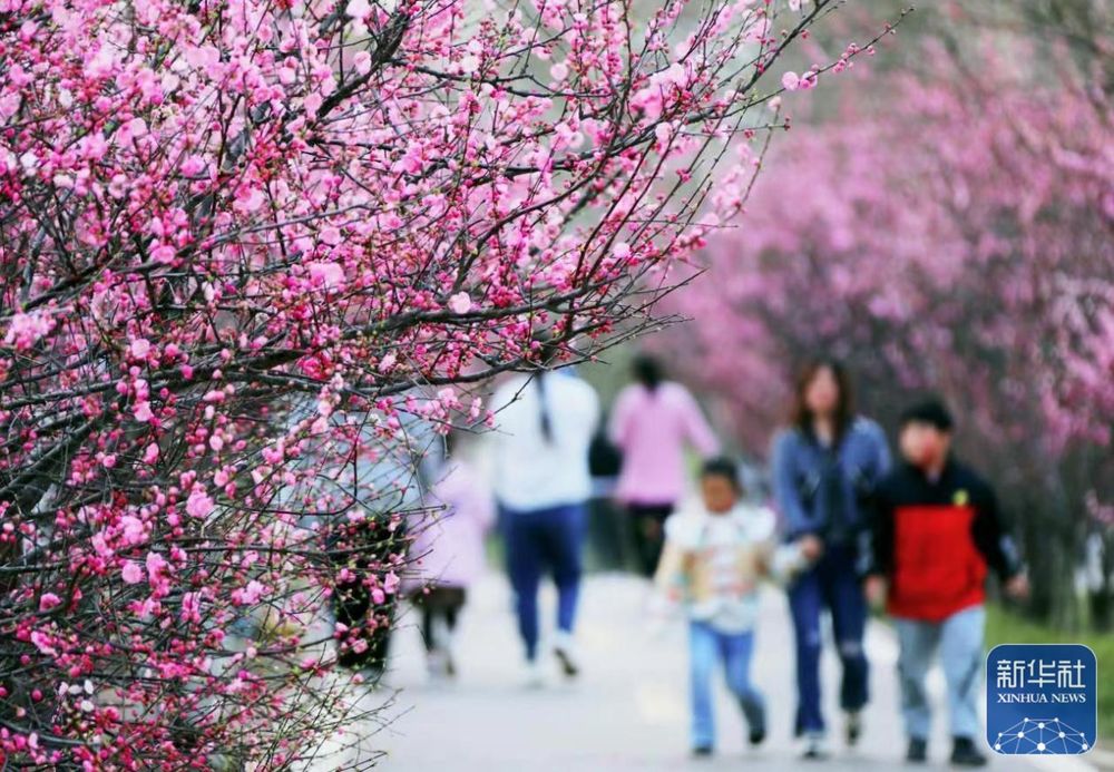 行走河南·读懂中国丨春意浓浓 我省各地花期如约而至