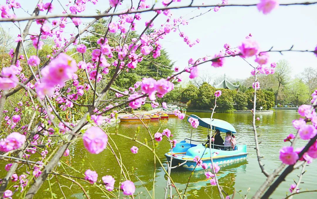 行走河南·读懂中国 | 焦作春日赏花图鉴