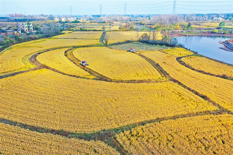 Busy farming in early winter