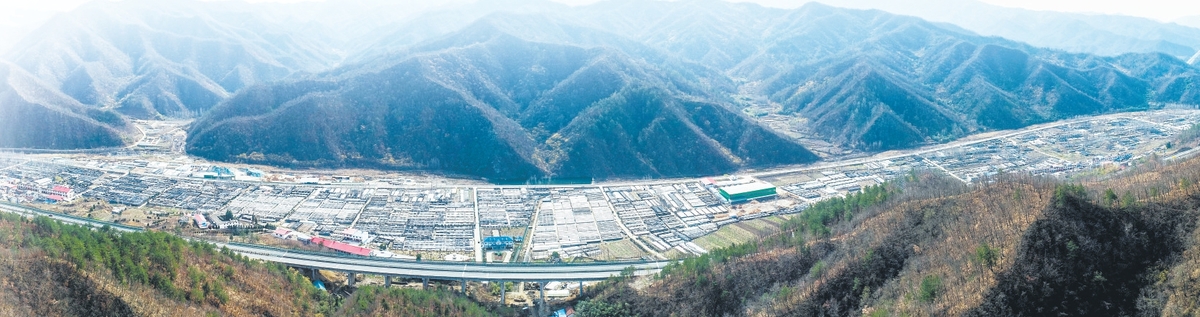 西峡 菌果飘香庆丰收