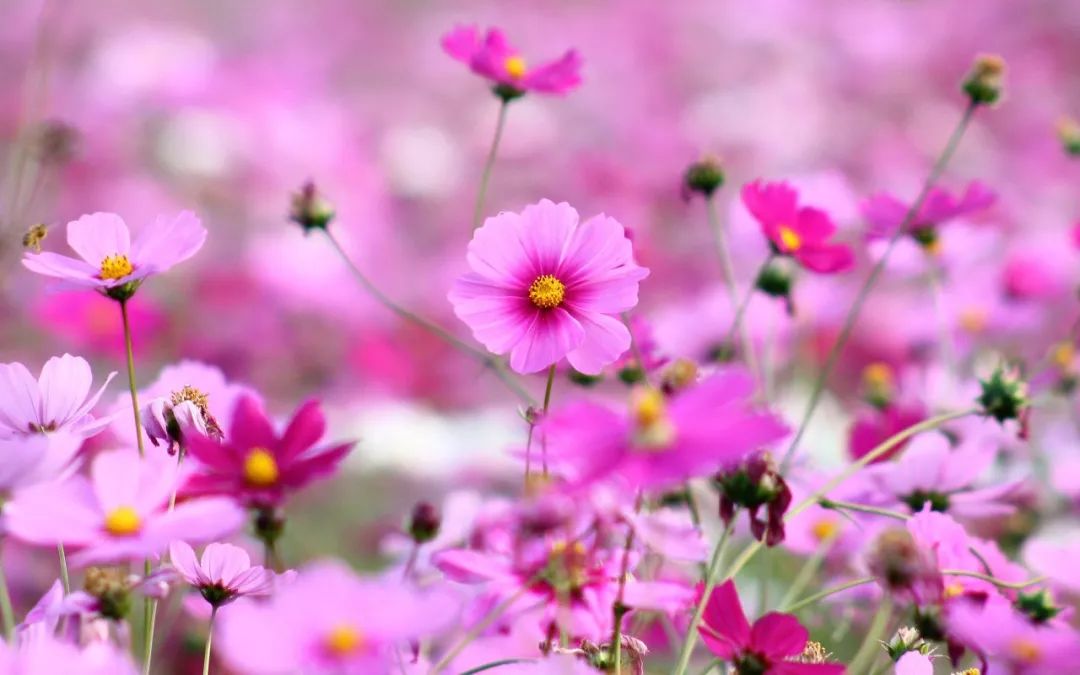 【行走河南·读懂中国】盘点济源踏青赏花好去处
