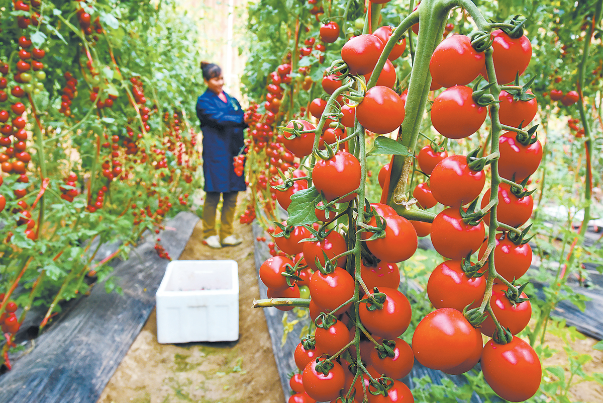 七彩圣女果扮靓致富路