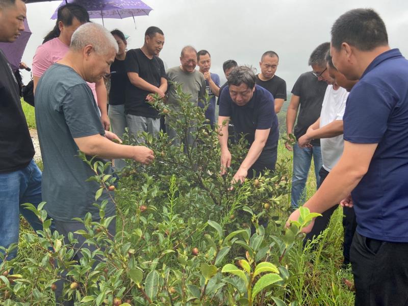 河南省林科院举办“四优四化”油茶专题技术培训指导活动