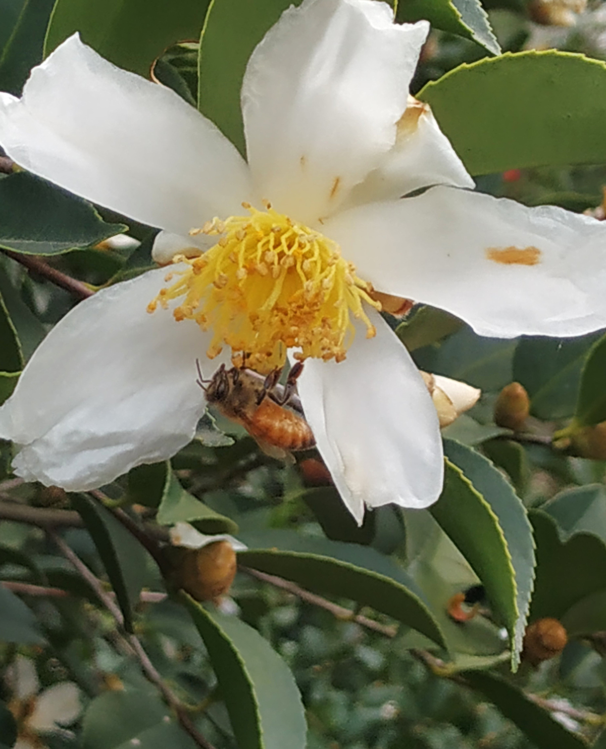 题扶贫油茶花