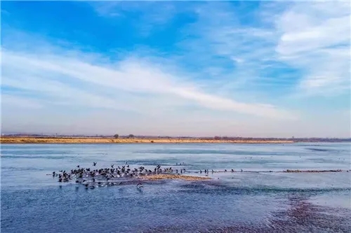 洛阳孟津区：呵护生物多样之美，擦亮湿地“生态名片”