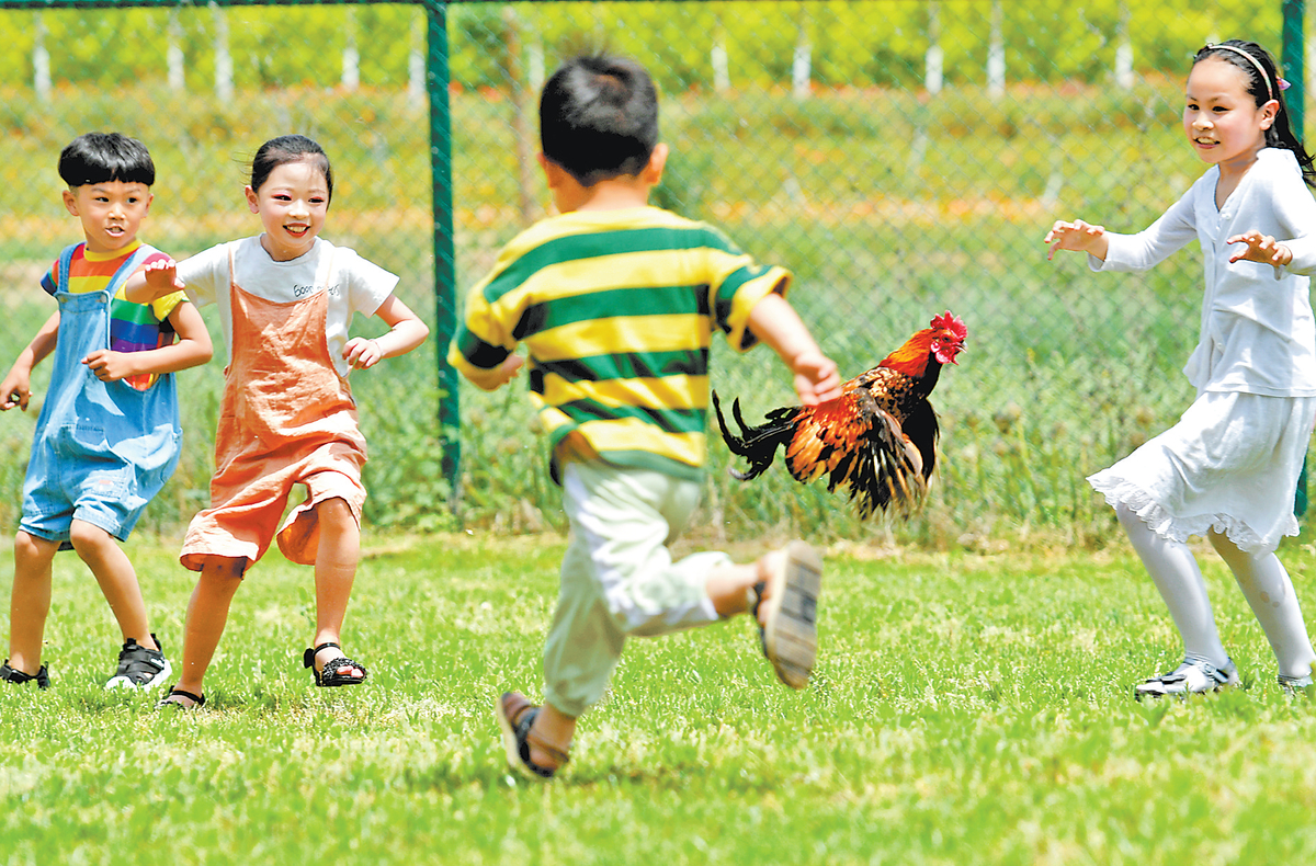 港湾景区举行"田园欢歌快乐周日"活动,孩子们参与田间抓公鸡趣味项目