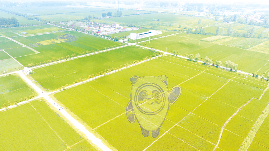 【行走河南·读懂中国】确山：稻田画绘出乡村振兴新画卷