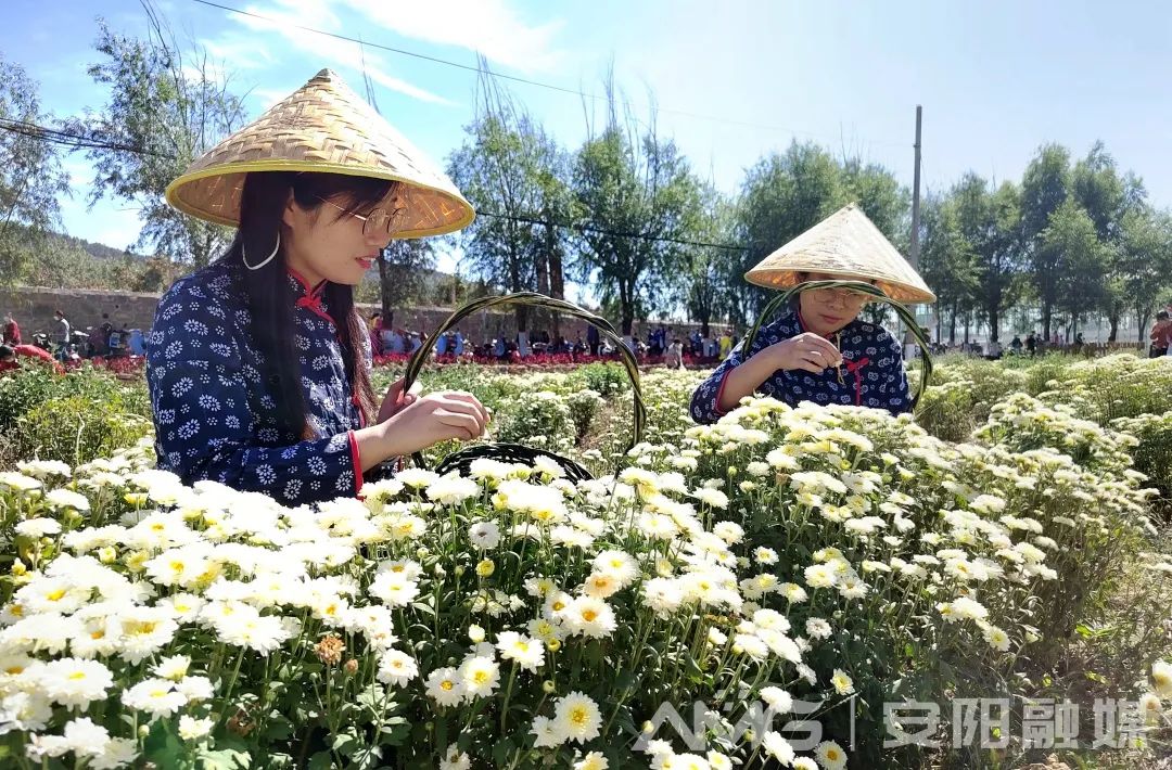 安阳：2022年“中国农民丰收节”暨茶店镇第七届菊花文化旅游节开幕