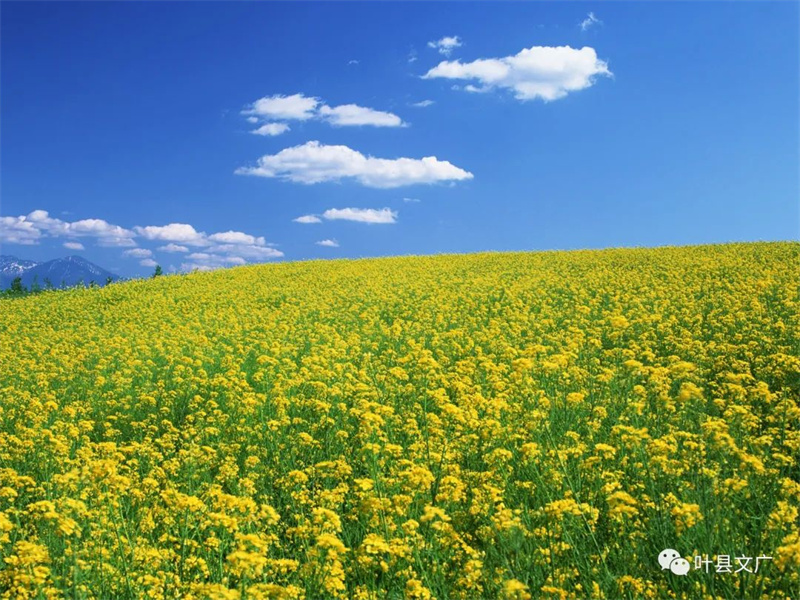 行走河南·读懂中国丨叶县：油菜“花海”里追寻“诗与远方”