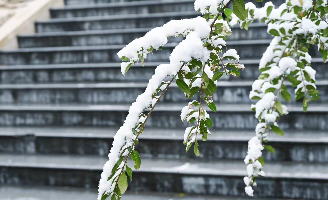 平舆：雪落无声意悠悠