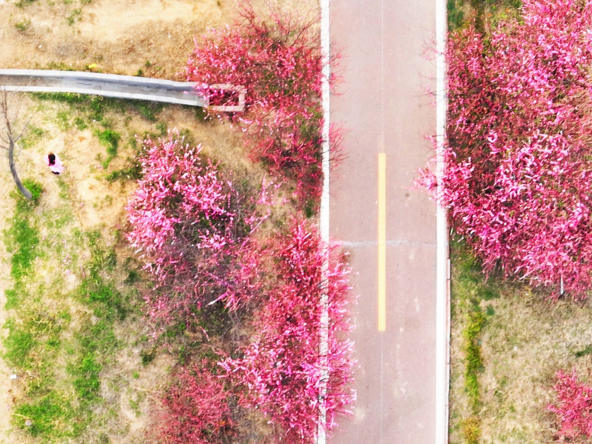 行走河南·读懂中国 | 鹿邑：十里桃花 灼灼其华