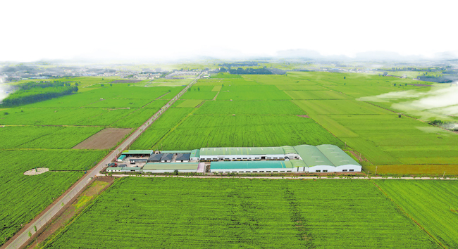 打好医馆+人才+科研“组合拳” “医圣故里”传承创新续华章