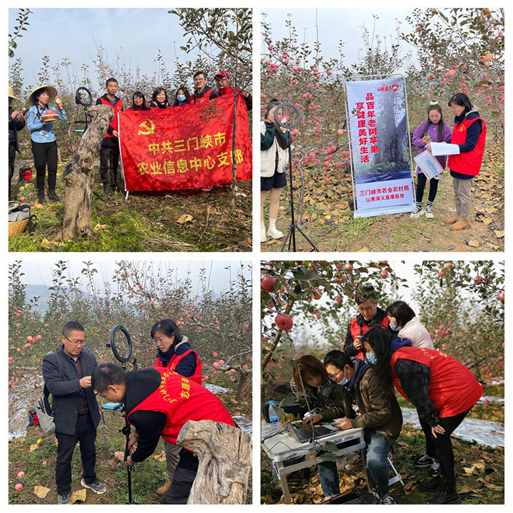 【三门峡】一年苹果飘香季，田间直播带货忙