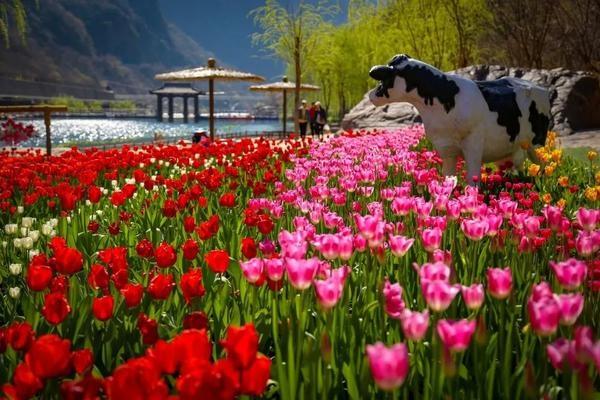 2022宝泉郁金香踏青赏花节将于3月5日启幕