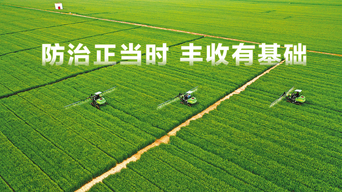 小麦产量形成关键期记者带你探苗情 <br>防治正当时 丰收有基础