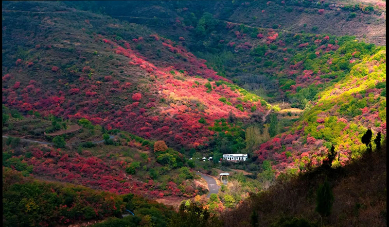 观“红叶”有感