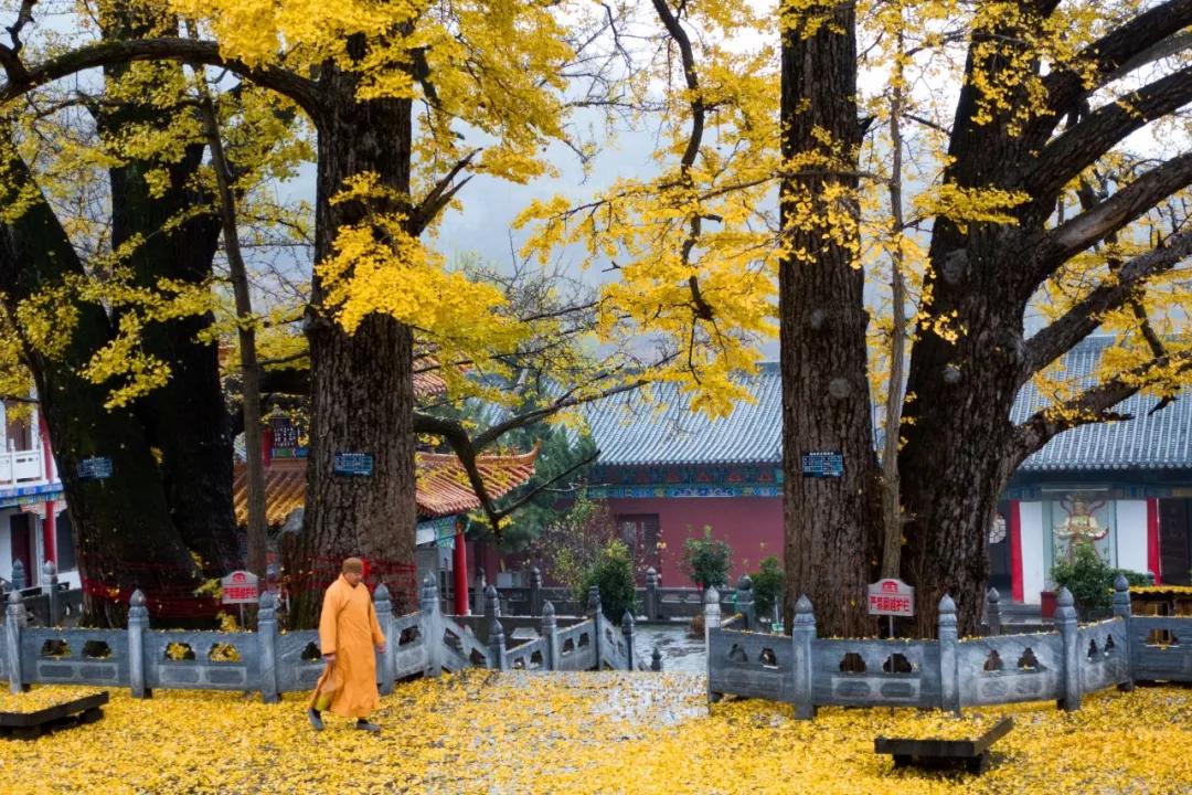 鲁山四棵树乡千年古银杏树