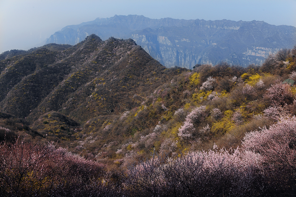 行走河南·读懂中国｜神农山邀您共赴春景