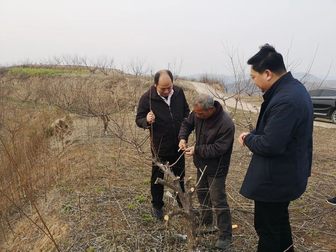 淅川：人勤不负好时光 果树管理正当时