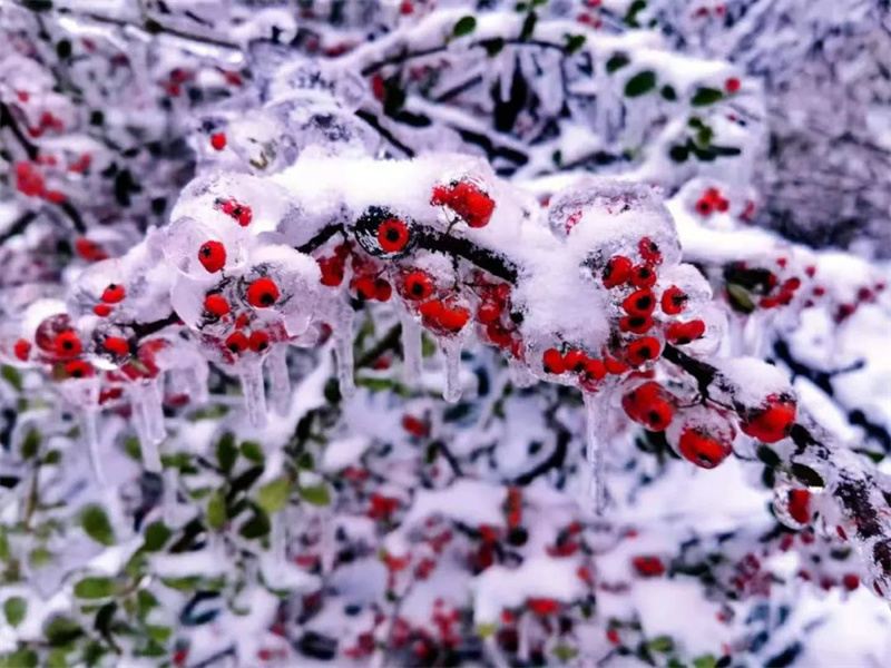 行走河南·读懂中国 | 鸡公山景区下雪了，一键打开美颜模式