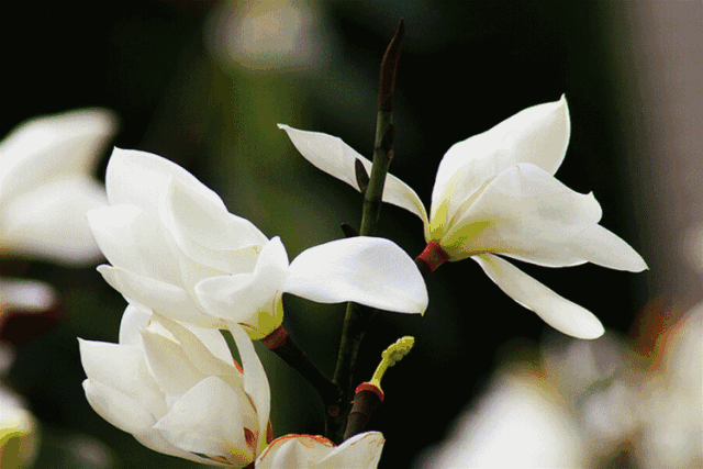 许昌：花海打卡季之浪漫花海养生游