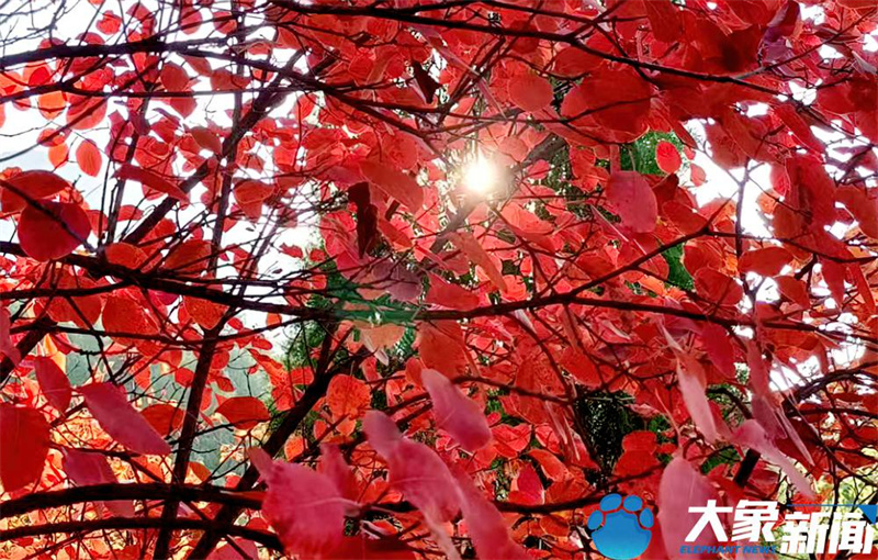 【行走河南·读懂中国】<br>嵩山：漫山红叶正当时 屏赏万里醉人秋色