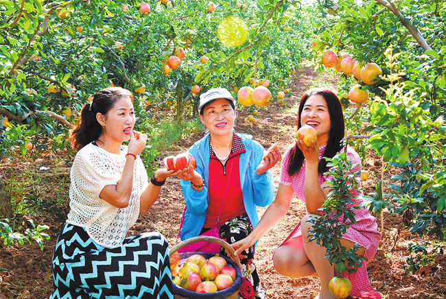 石榴成熟“甜蜜”上市