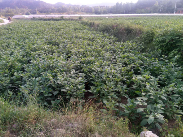 大别山下的扶贫牵挂——记新县沙窝镇杨畈村第一书记江涛