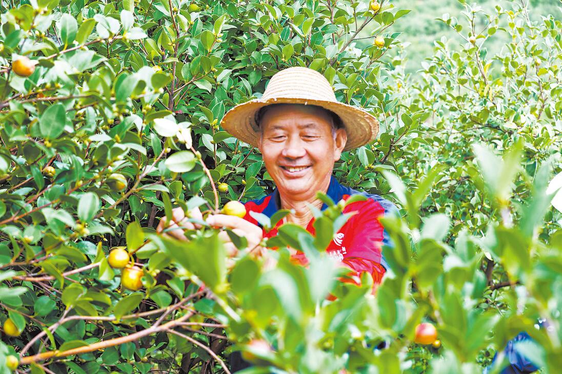 踐行囑托爭出彩 溫暖的回響 山油茶美了鄉村富了農家