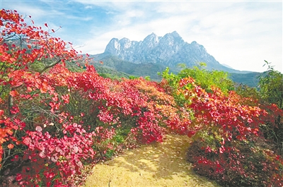 漫山红叶染嵩山