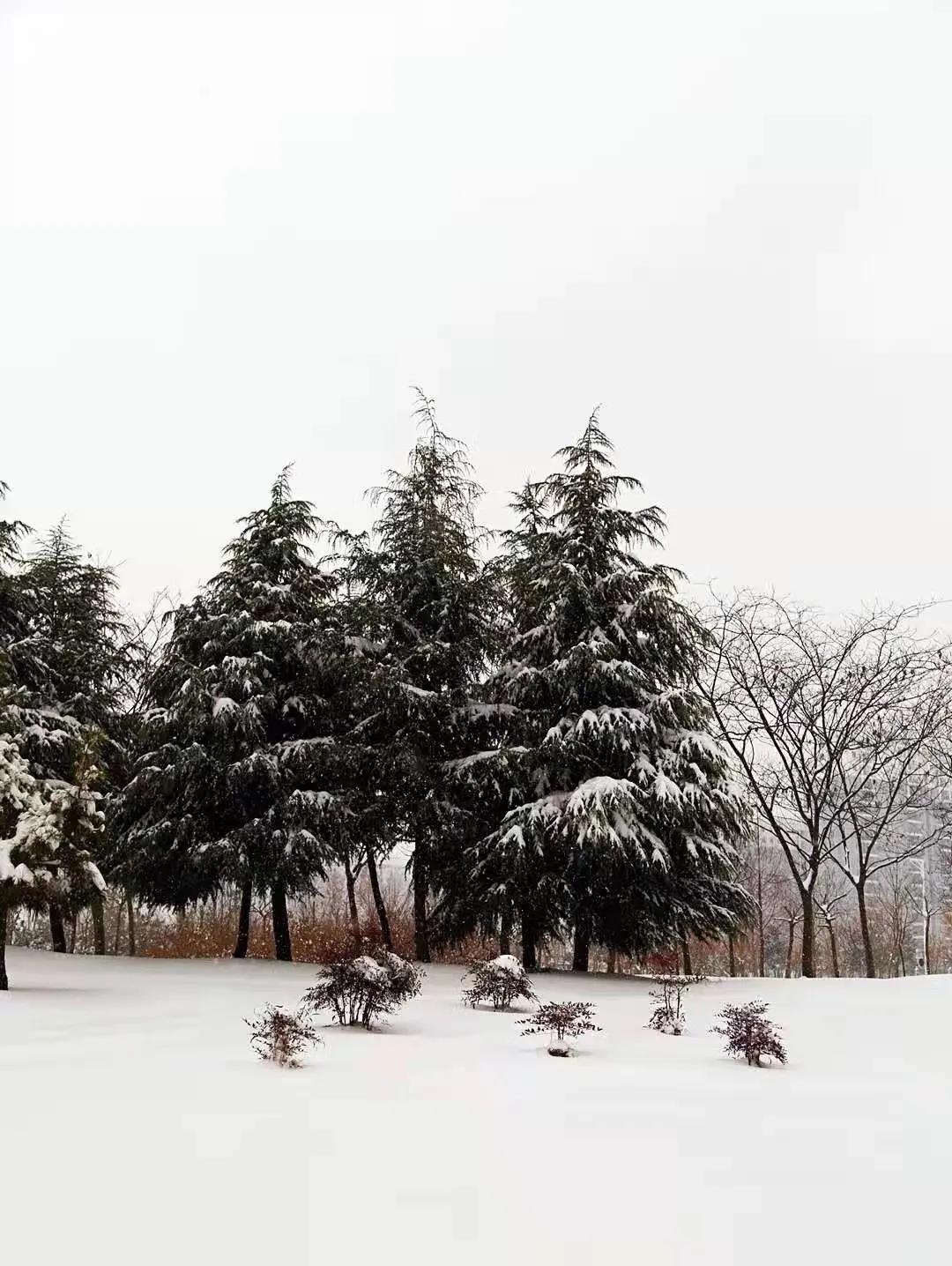 瑞雪兆丰年！你那里下雪了吗？