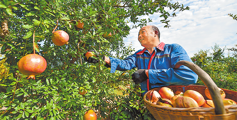 洛阳市孟津区常袋镇的3000余亩石榴喜获丰收