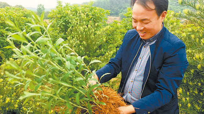 小苍术治愈“贫困病”<br>——疫情防控之下看药材⑥